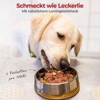 Hund frisst Gelenkheld Kautabletten aus dem Napf, mit natürlichem Lammgeschmack