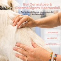 Dermaheld unterstützt Haut und Fell, im Bild ein entspannter Hund