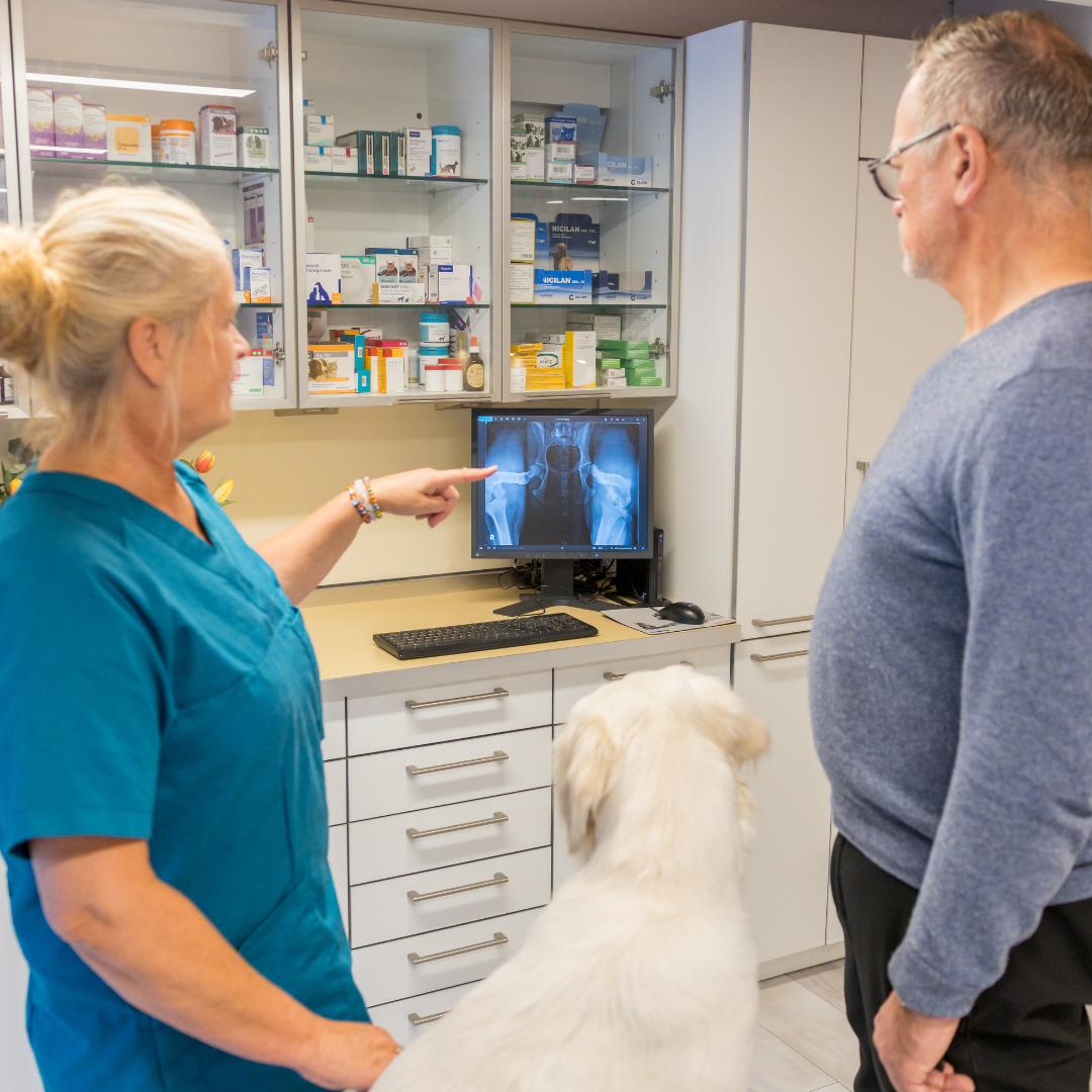 Arthrose beim Hund - Ursachen, Symptome und Behandlung