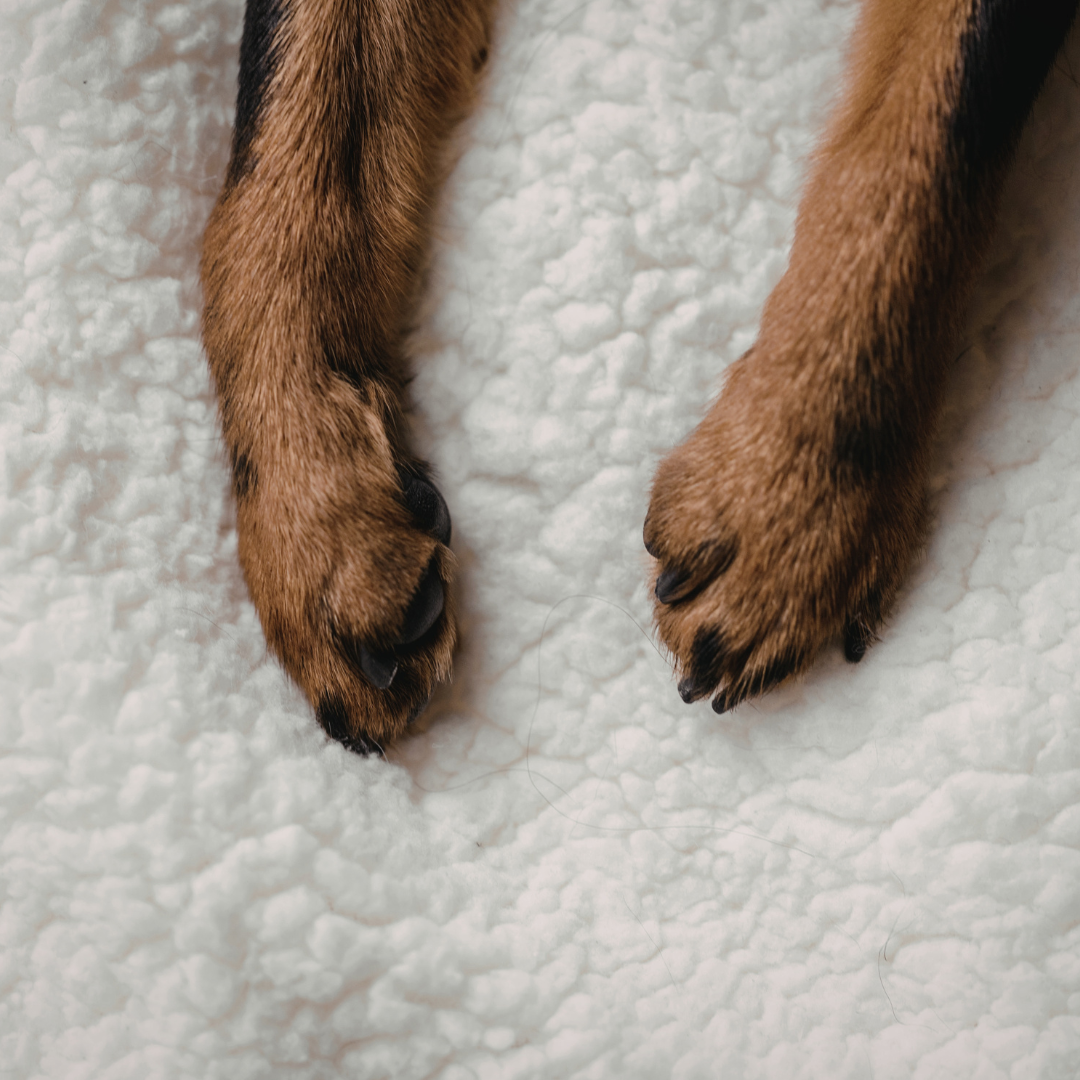 Hat sich mein Hund überlastet? 7 Anzeichen für Gelenkstress