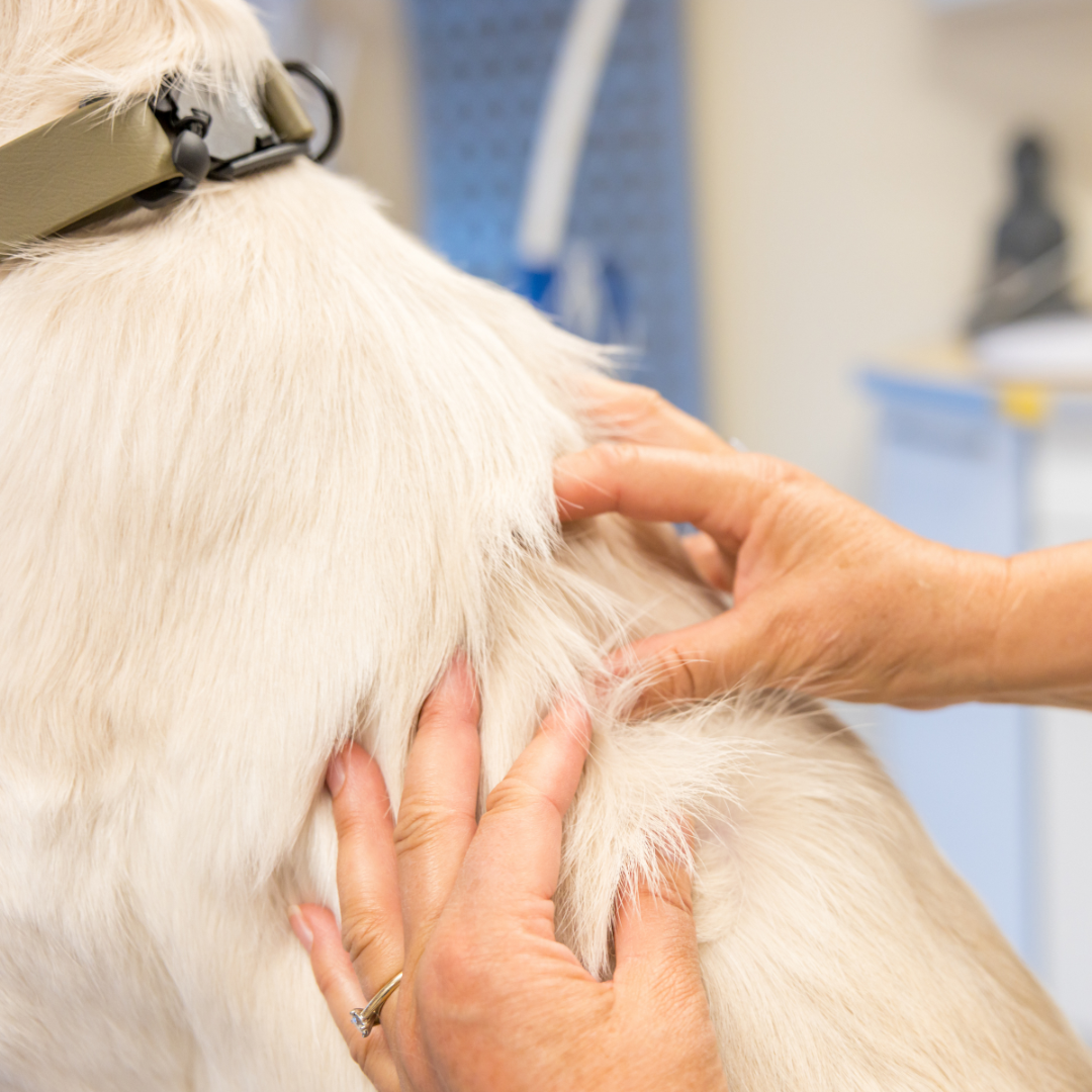 Hot Spot beim Hund: So erkennst du das akute Hautproblem früh