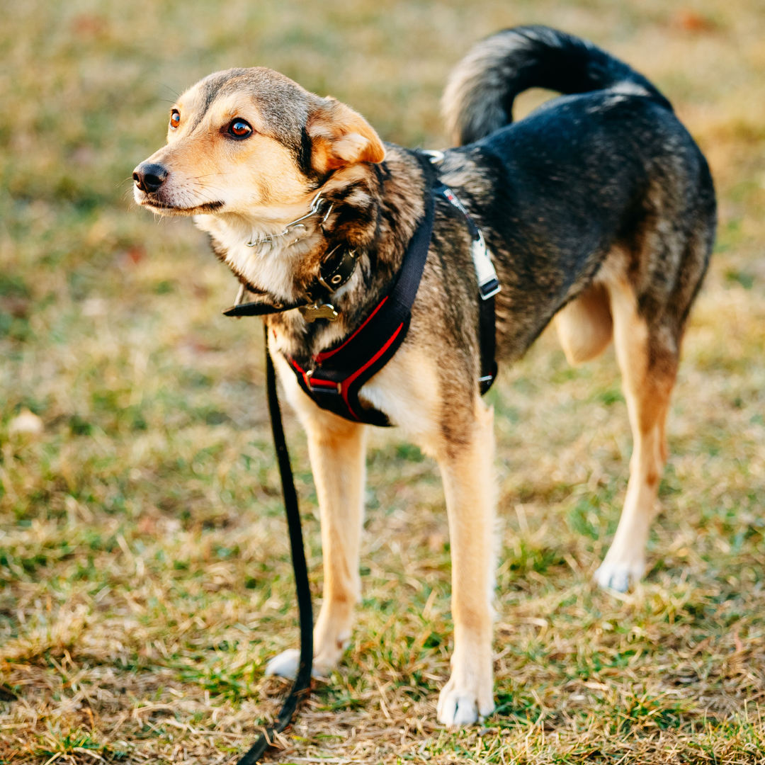 Hat sich mein Hund überlastet? 7 Anzeichen für Gelenkstress