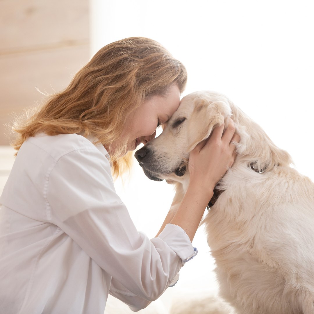Hund nervös: Was tun, wenn dein Hund nicht abschalten kann?