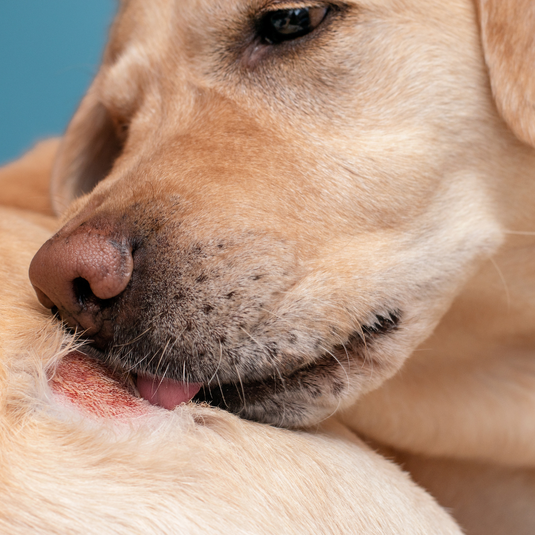 Trockene Haut beim Hund: Was die Hautbarriere wirklich braucht