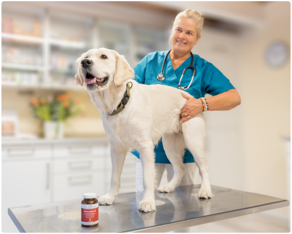 Alter Hund, steife Gelenke: Was Seniorhunden wirklich hilft