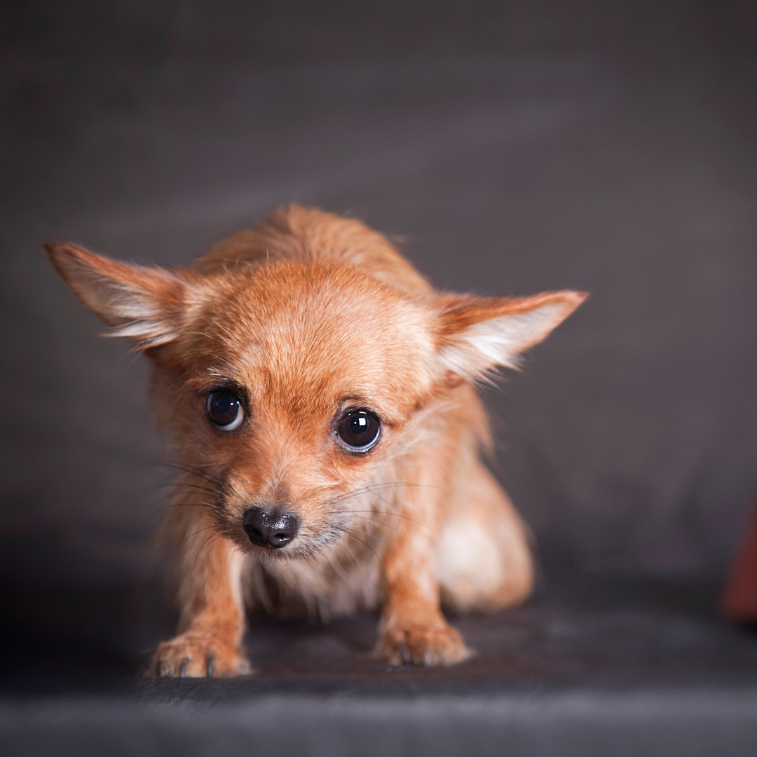 Neue Umgebung, unsicherer Hund: So gibst du Orientierung