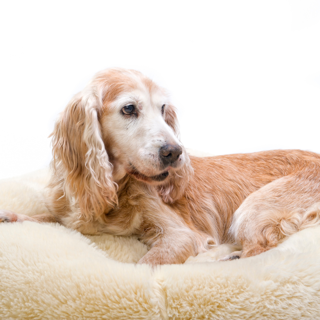 Arthrose beim Hund: Symptome, Ursachen und was im Alltag wirklich hilft