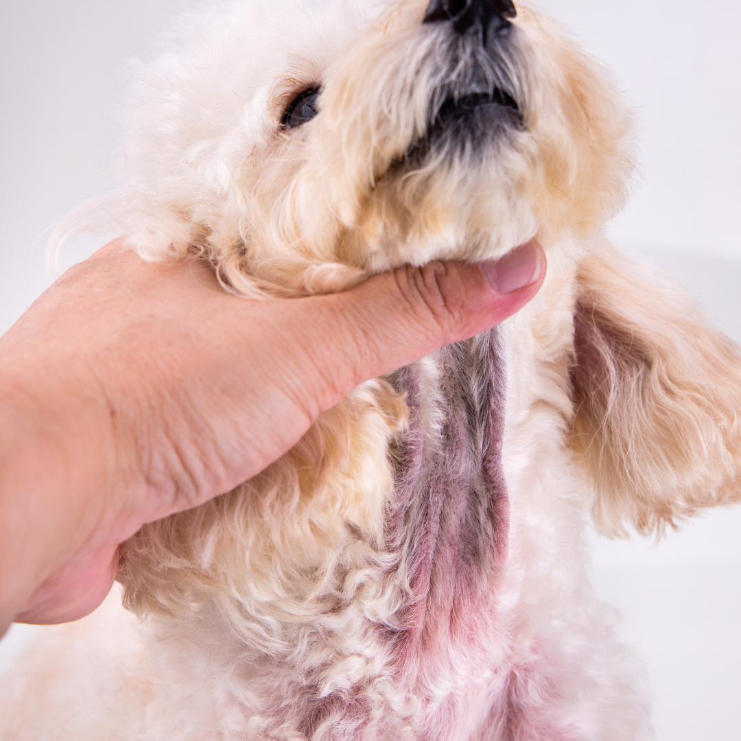 Hautirritation beim Hund: Was hinter roter, gereizter Haut stecken kann