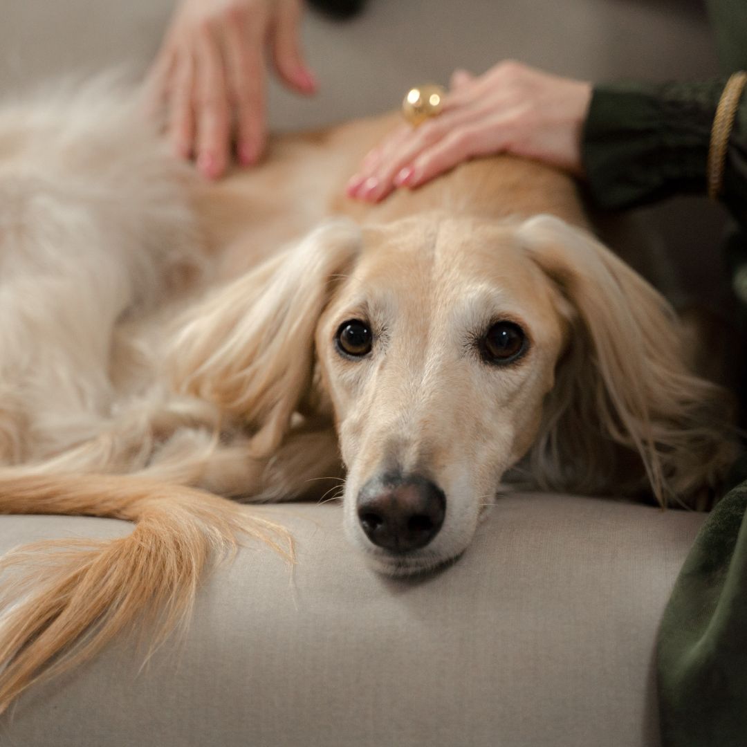 Kniearthrose beim Hund: Woran du sie erkennst und was den Alltag erleichtert