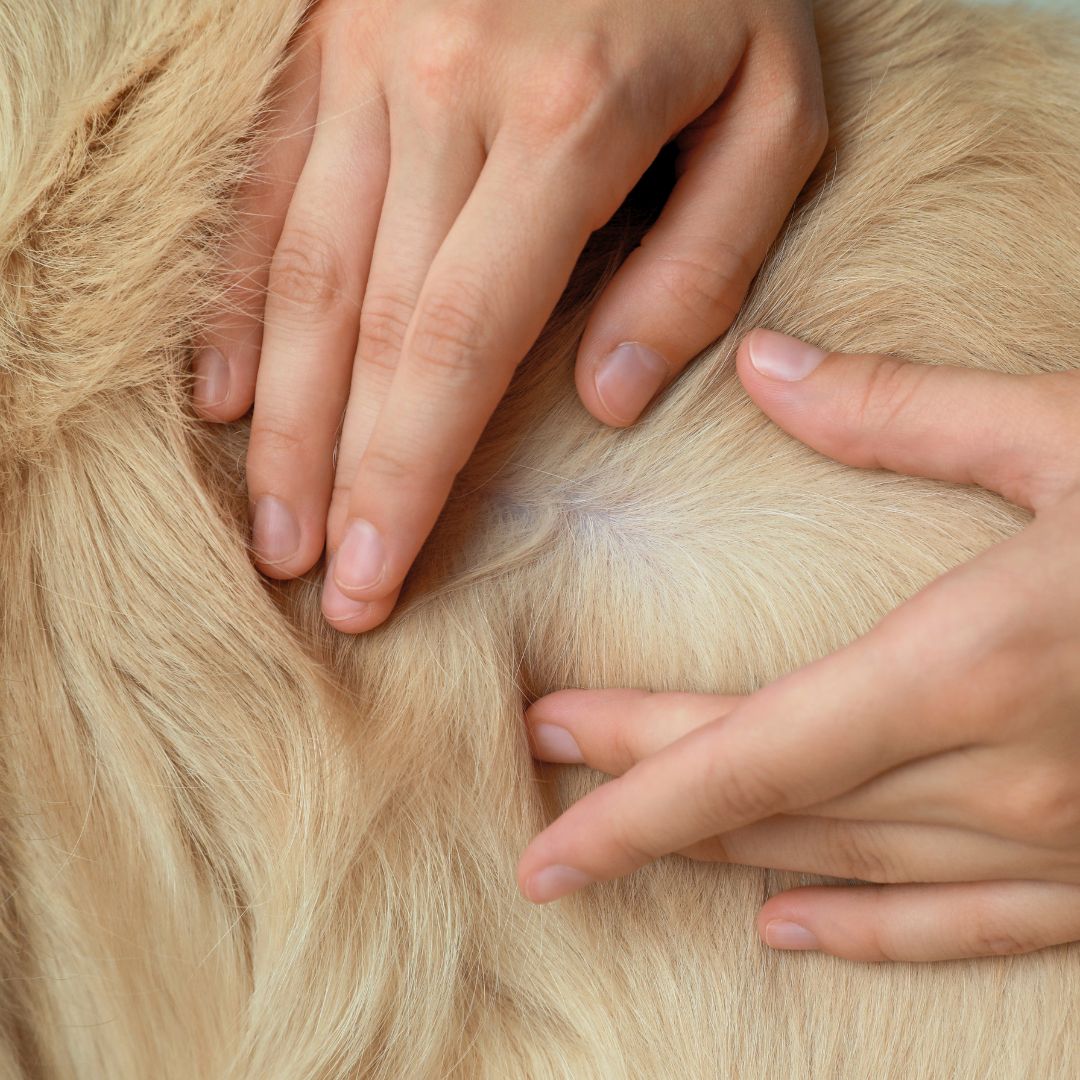 Schuppen beim Hund: Ursachen, Pflege und wann du genauer hinschauen solltest