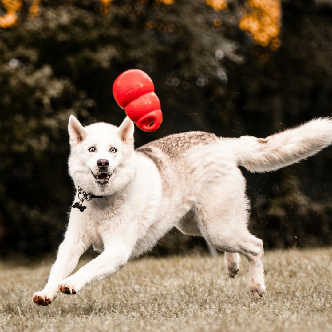 Ist mein Hund überfordert? Diese Anzeichen sprechen dafür