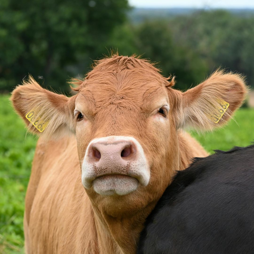 Kolostrum - Immununterstützung direkt aus der Natur
