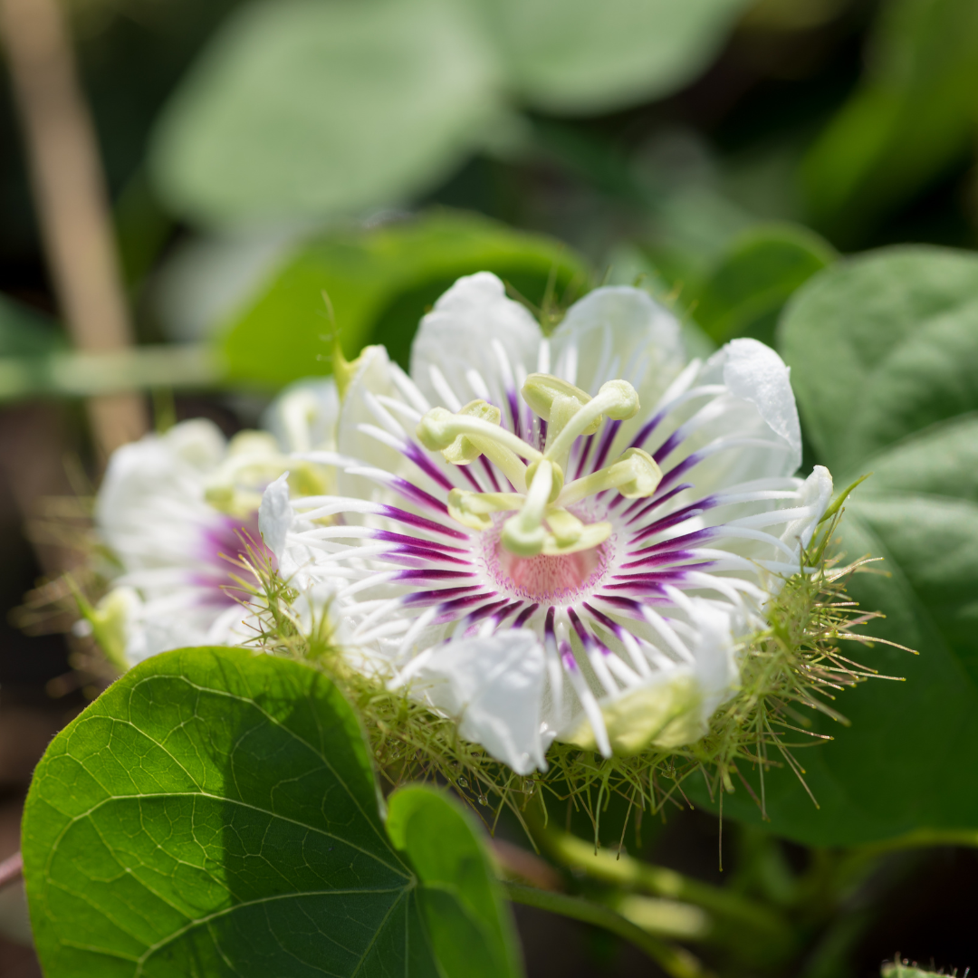 Passionsblume - Pflanzliche Unterstützung bei innerer Unruhe