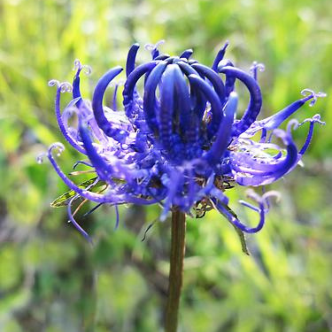 Teufelskralle: <p> Vital­kraut für den Bewegungsapparat