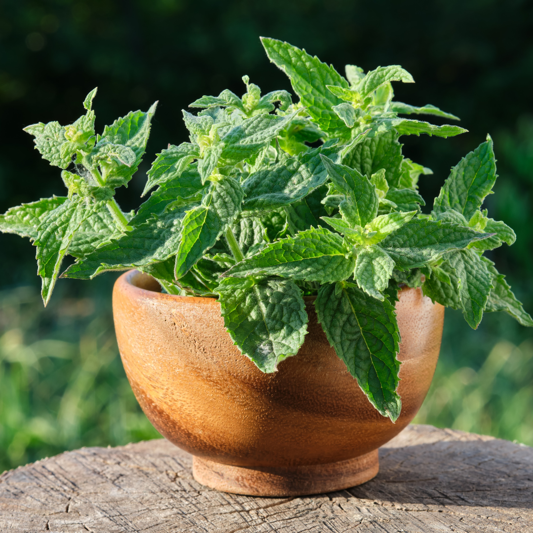 Zitronenmelisse - Pflanzliche Balance für sensible Hunde