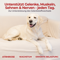 Gelenkheld unterstützt Gelenke, Muskeln, Sehnen und Nerven, im Bild ein entspannter Hund