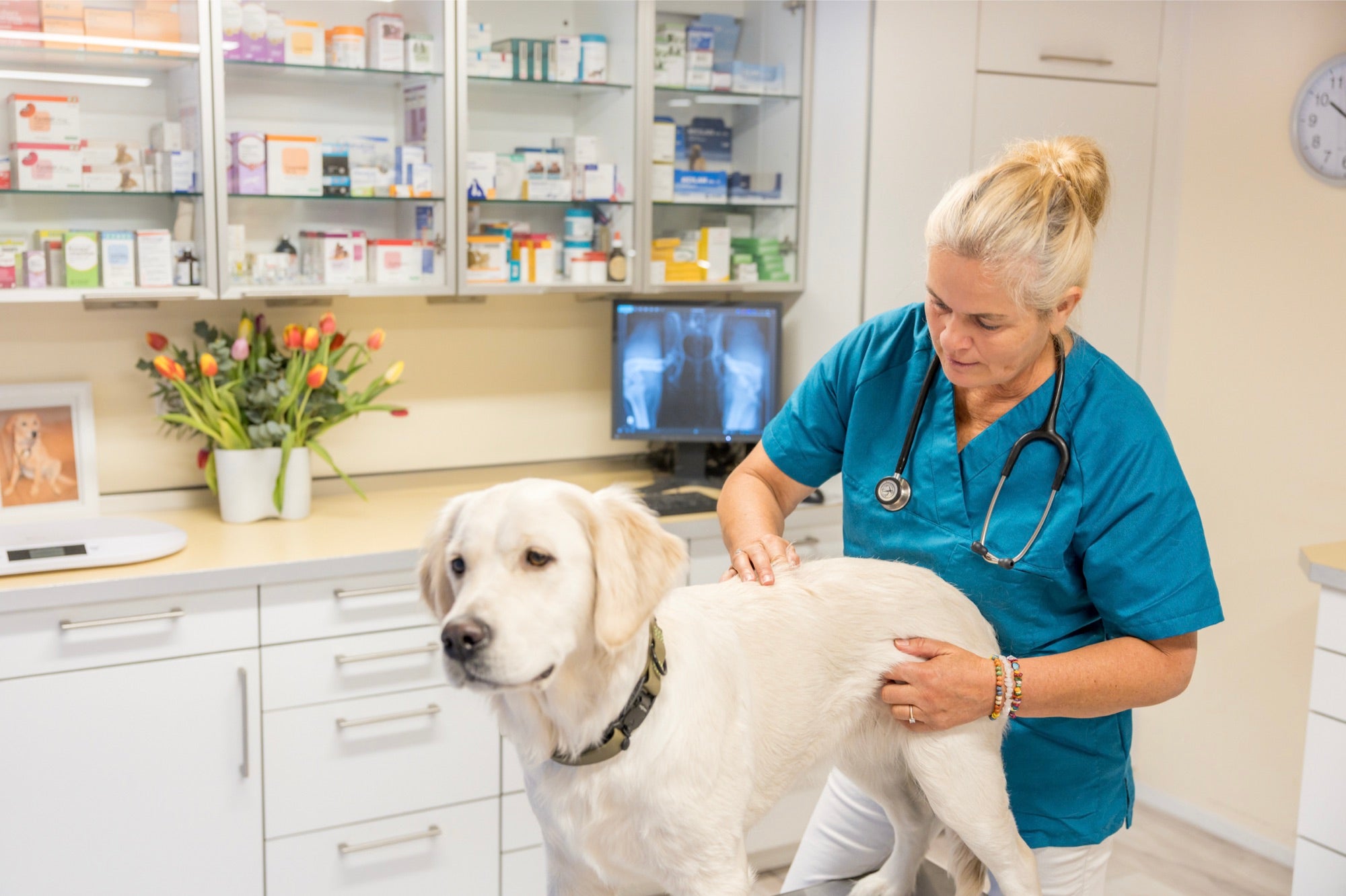 Tierärztin Dr. med. vet. Rikea Schön tastet die Hüfte eines Golden Retriever ab, im Hintergrund das Röntgenbild auf dem Monitor