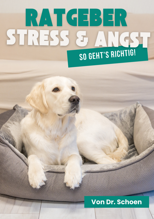 Ratgeber: Stress & Angst